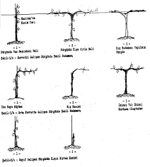 9. KİVİNİN TERBİYE ŞEKİLLERİ ve BUDAMA TEKNİĞİ